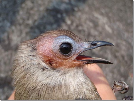 The Bare-faced Bulbul, a new species discovered in Laos, is the only known bald songbird in mainland Asia