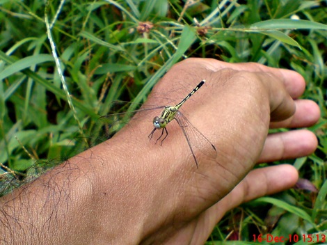 Capung Chalky percher - Diplacodes trivialis - female