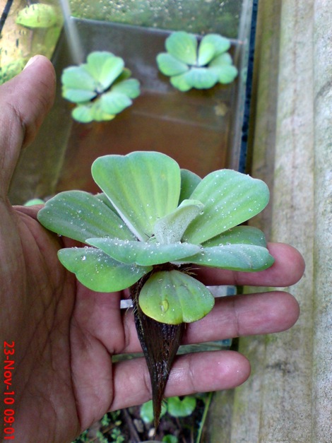 Estiarana Tanaman Air Apu Apu Water Lettuce Pistia Stratiotes
