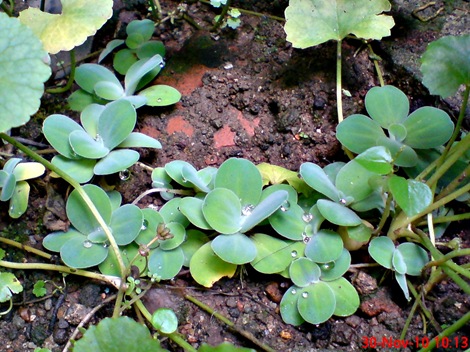 apu-apu Pistia stratiotes DSC02346