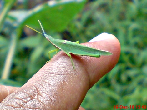 belalang hijau Atractomorpha crenulata vegetable grasshopper DSC03543