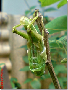 Locusta migratoria molting