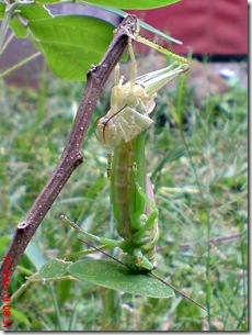 Locusta migratoria molting