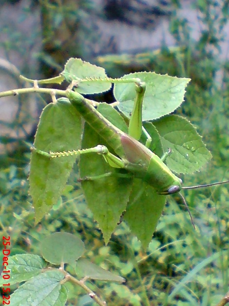 anak belalang Locusta migratoria 4