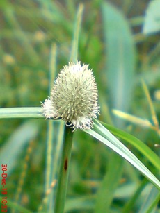 rumput whitehead spikesedge Kyllinga nemoralis 6