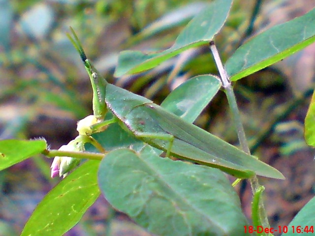 [belalang hijau Atractomorpha crenulata vegetable grasshopper  DSC03995[4].jpg]