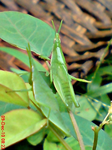[belalang hijau Atractomorpha crenulata vegetable grasshopper  DSC03094[7].jpg]