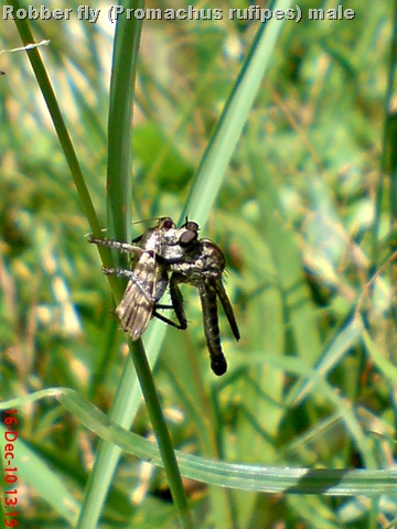 [Promachus rufipes - Red-footed Cannibalfly DSC03469[14].jpg]