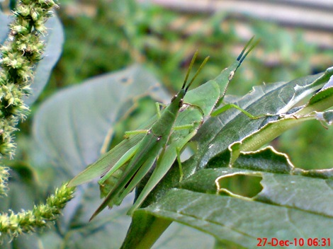 belalang kawin di daun bayam 3