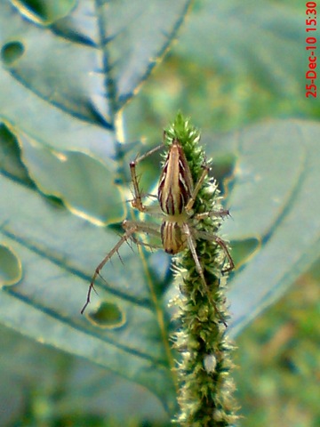 laba-laba Lynx spider Oxyopes javanus 2