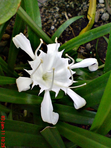 [Bunga putih di halaman depan rumah di kampung gedong 3[4].jpg]