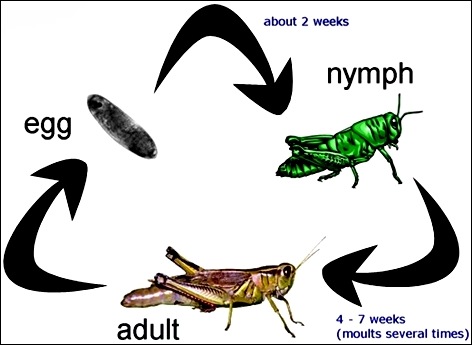 life cycle of grasshopper - siklus hidup belalang