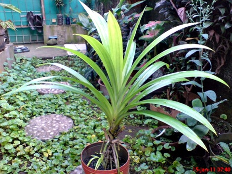 Pandan Wangi - Pandanus amaryllifolius - Fragrant Screwpine Indonesian Screwpine 1