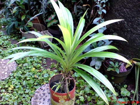 Pandan Wangi - Pandanus amaryllifolius - Fragrant Screwpine Indonesian Screwpine 5