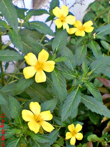 [yellowTurneraulmifolia041.jpg]