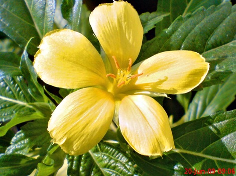 yellow Turnera ulmifolia 03 yellow Turnera ulmifolia 03