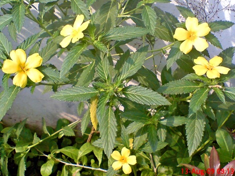 yellow Turnera ulmifolia 07 yellow Turnera ulmifolia 07