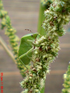 Nezara viridula_green vegetable bug_kepik hijau 06 Nezara viridula_green vegetable bug_kepik hijau 06