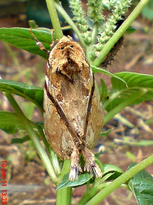 moth Dudusa vethi ngengat 15