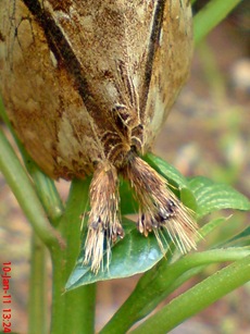 moth Dudusa vethi ngengat 13 moth Dudusa vethi ngengat 13