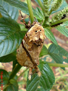 moth Dudusa vethi ngengat 06