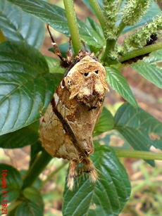 moth Dudusa vethi ngengat 06 moth Dudusa vethi ngengat 06