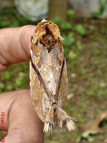 [ngengat moth Dudusa vethi 05[4].jpg]
