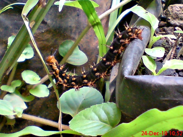 [ulat Kupu-kupu Common Eggfly - Hypolimnas bolina 3[4].jpg]