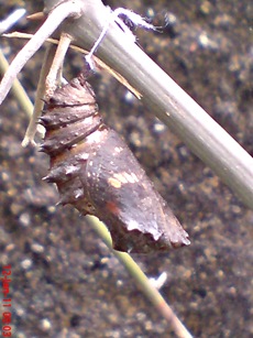 Common Eggfly Butterfly - Hypolimnas bolina - pupa Common Eggfly Butterfly - Hypolimnas bolina - pupa