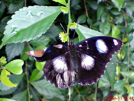 Common Eggfly Butterfly - Hypolimnas bolina - male 2