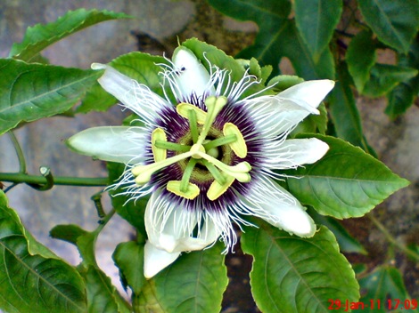 Passiflora edulis-Markisa-Passion Fruit 1