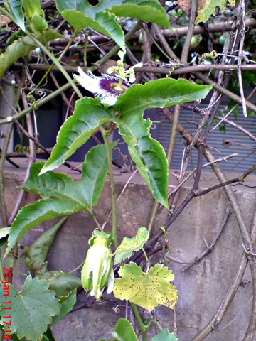 [Passiflora edulis-Markisa-Passion Fruit 7[1].jpg]
