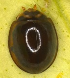 Cheilomenes sexmaculata (Fabricius) 6