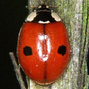 Adalia-bipunctata-01 Adalia-bipunctata-01