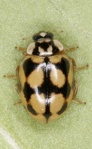Adalia conglomerata Adalia conglomerata