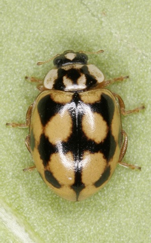 Adalia conglomerata