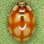 Adalia-decempunctata-12 Adalia-decempunctata-12