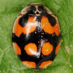 Adalia-decempunctata-07 Adalia-decempunctata-07