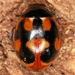 Coccinella-hieroglyphica-02 Coccinella-hieroglyphica-02