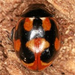 Coccinella-hieroglyphica-02