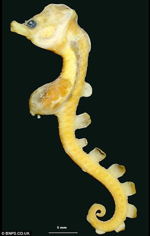 Hippocampus paradoxus_new species of seahorse