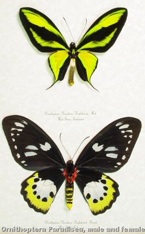[ornithoptera paradisea pair[15].jpg]