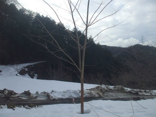 DSCF0446.JPG