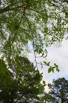 April 2011 231-1