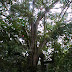 BUKIT TIMAH 8-16-2009 1-13-53 PM 480x640.JPG, TRAIL TAKEN BY ED AND ROSS, SINGAPORE NATURE PRESERVE SINGAPORE ZOO AND NIGHT SAFARI