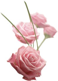 [Rosa rosor[2].jpg]