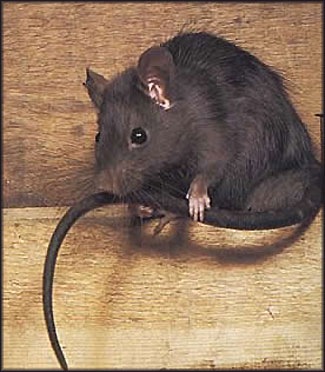 [roofrat[4].jpg]