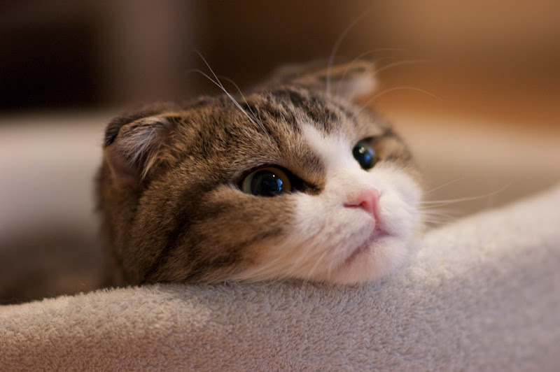รูปภาพ สัตว์เลี้ยง น้องเหมียวผู้น่ารัก สำหรับคนรักแมว