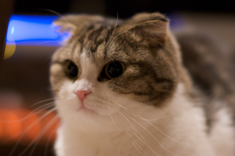 รูปภาพ สัตว์เลี้ยง น้องเหมียวผู้น่ารัก สำหรับคนรักแมว
