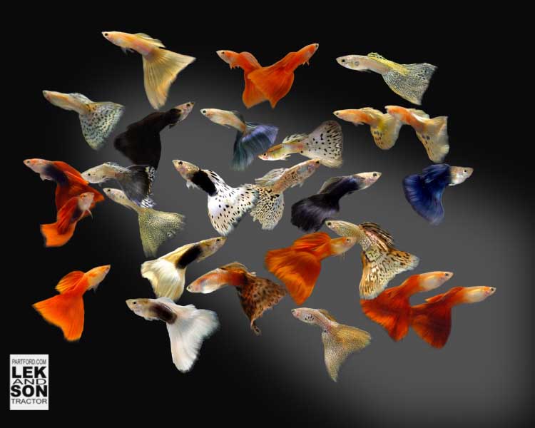 รูปภาพ ปลาหางนกยูง ปลาสวยงาม โชว์รูปเด็ดสวยๆ